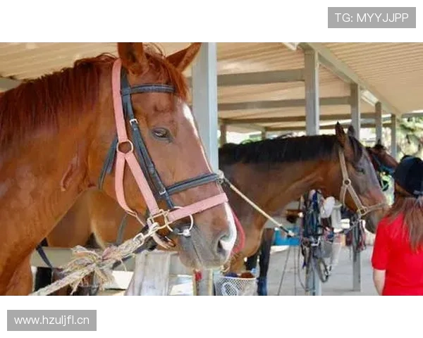 富里睡醒发现自家马场又多了一匹新马，账单还没付清